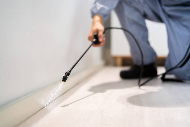 Best Local Pest Control Services  in Woodcrest, CA