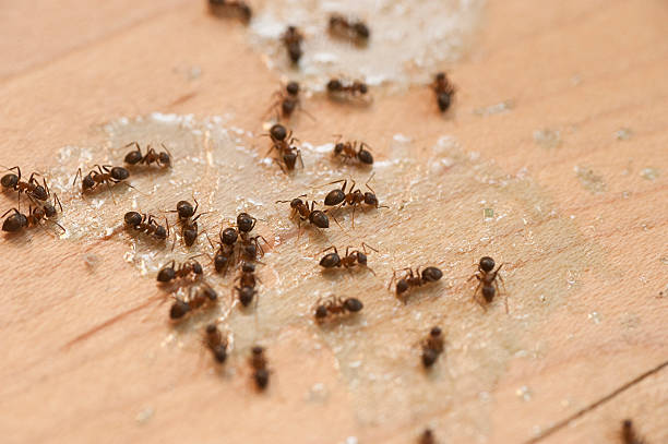Best Best Pest Control Companies  in Woodcrest, CA